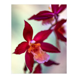 Orchidee Flower (Print Only) thumbnail
