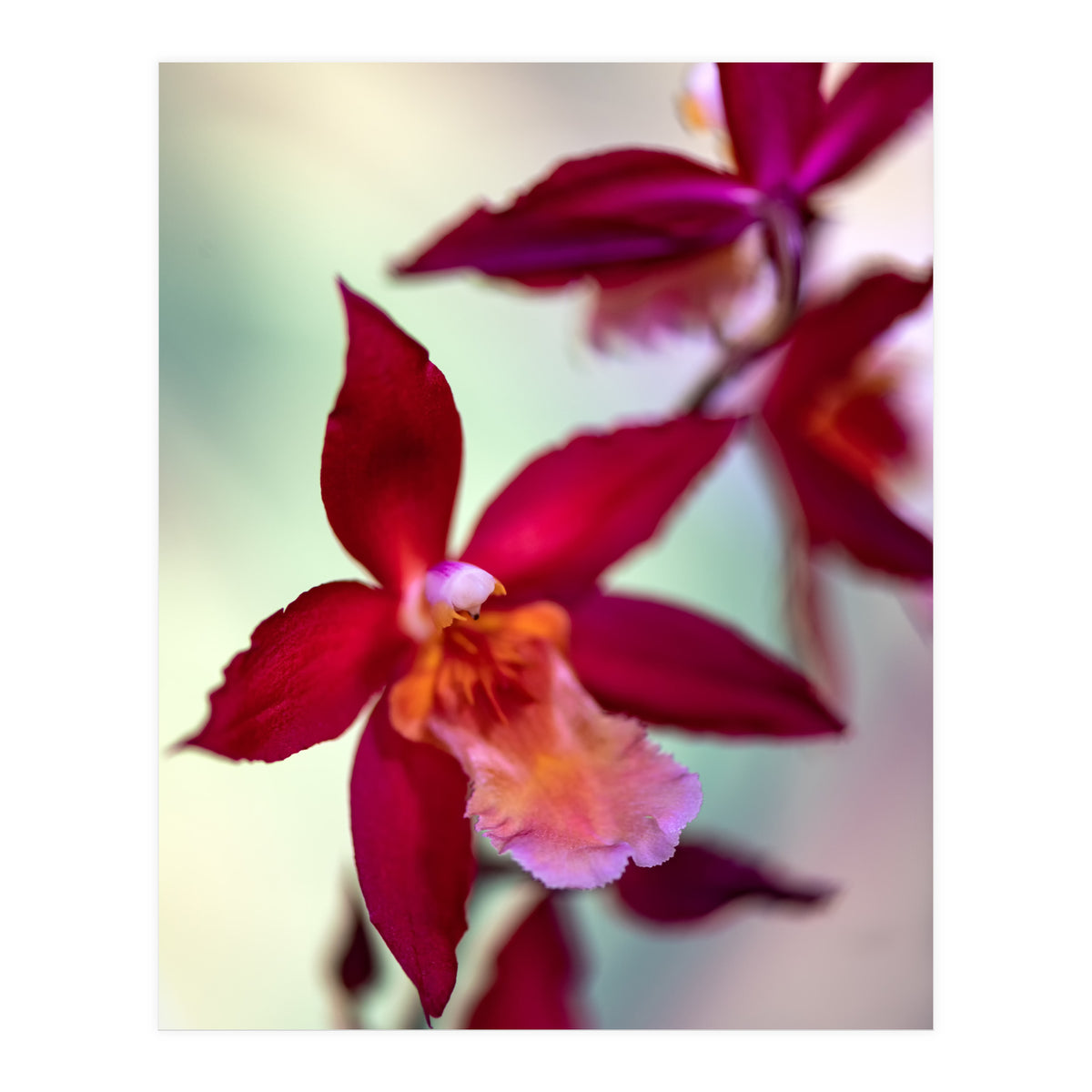 Orchidee Flower (Print Only)