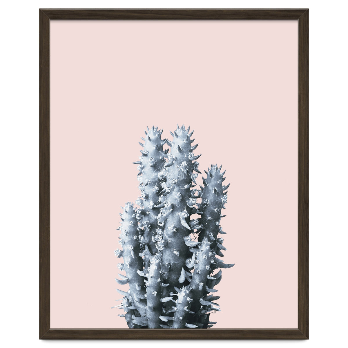 Cactus collection BL-III