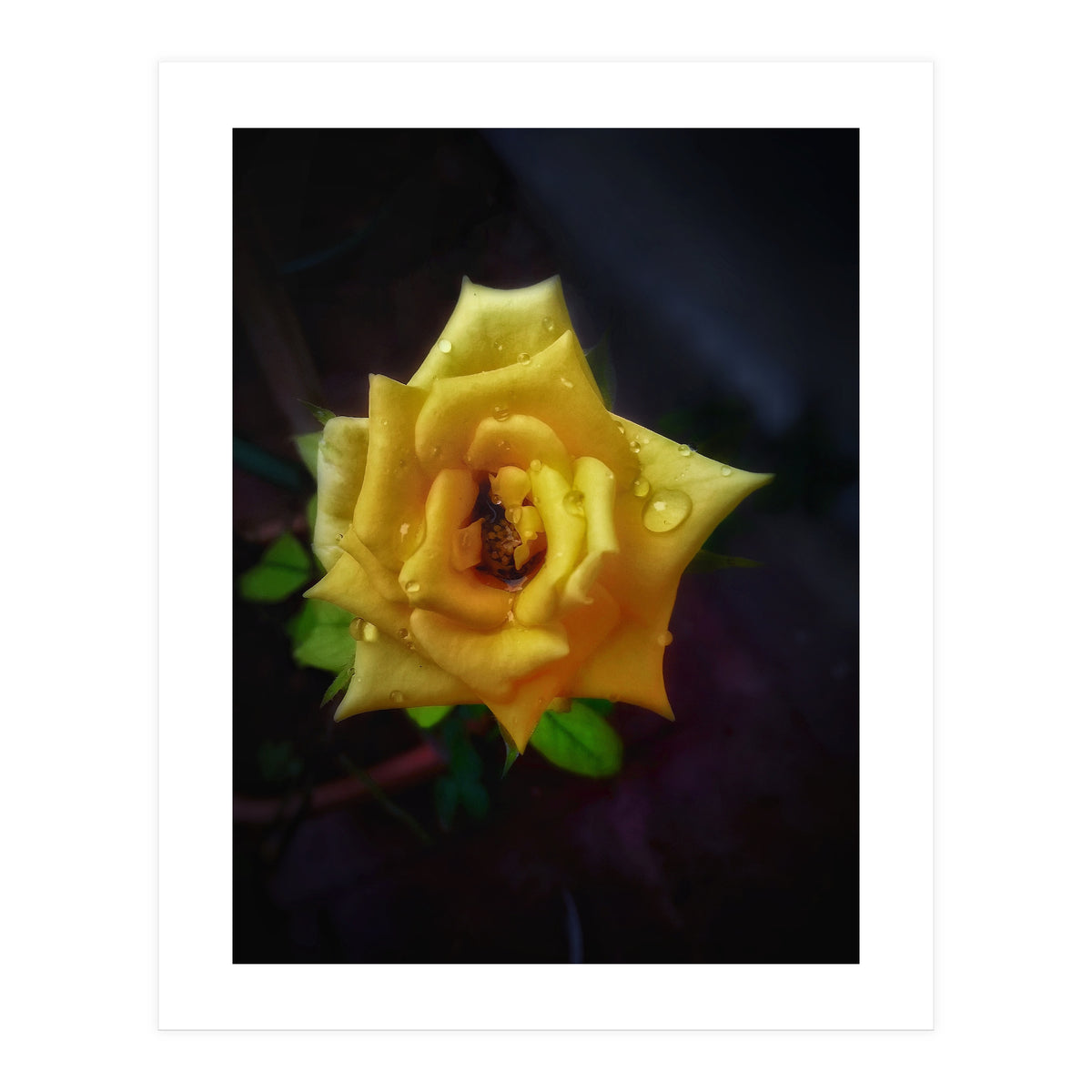 Yellow Flora (Print Only)