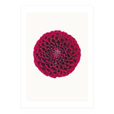 Cc Flower 03 (Print Only) thumbnail