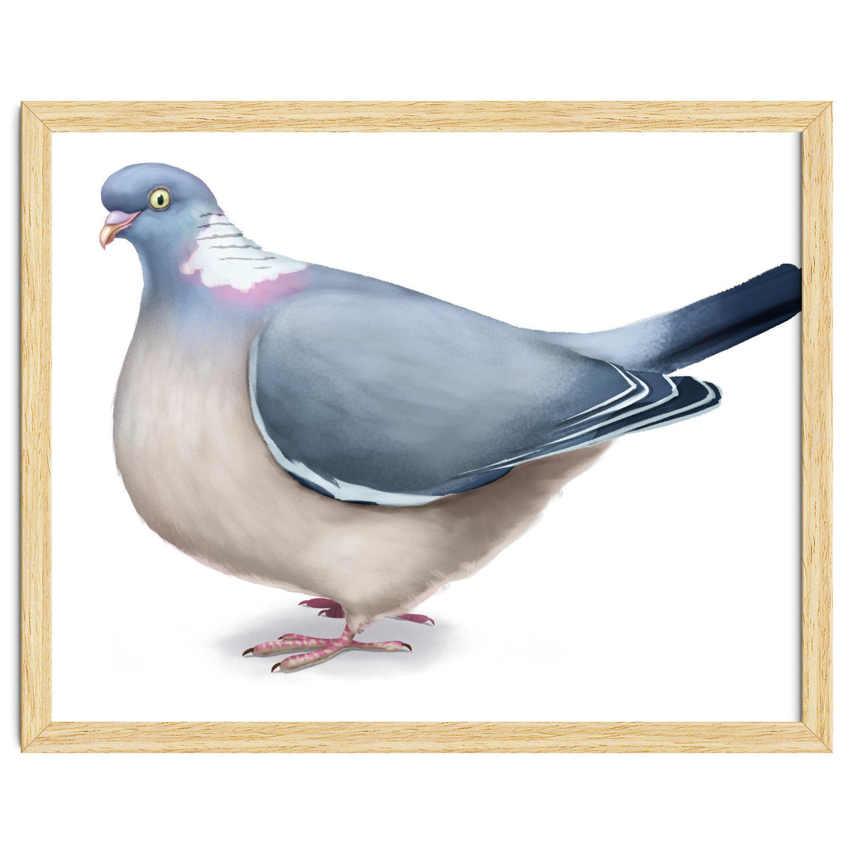 Wood Pigeon