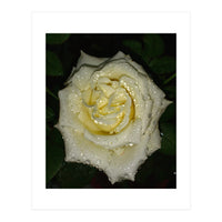 Floribunda Rose (Print Only)