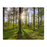 Spring Sun (Print Only) thumbnail