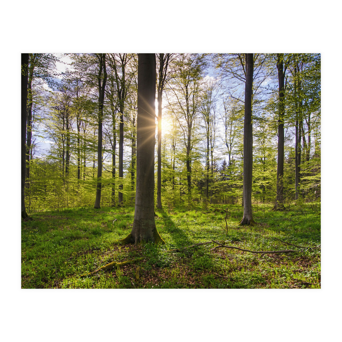 Spring Sun (Print Only)