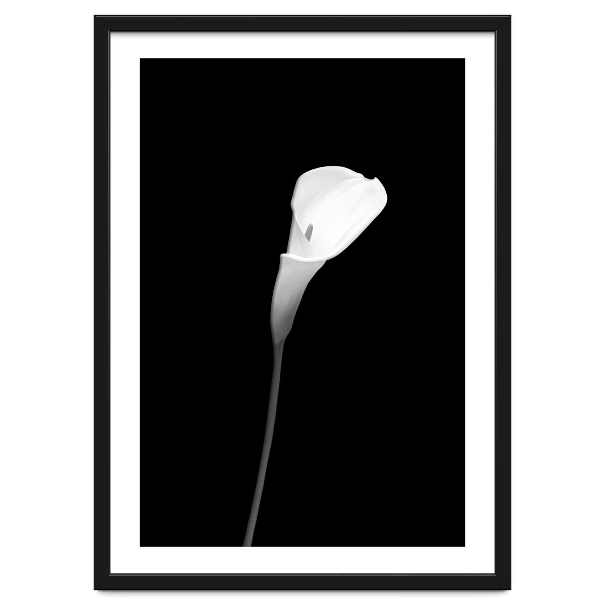 Calla | dark design
