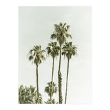 Palm Trees Summertime  (Print Only) thumbnail