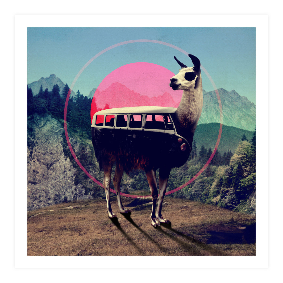 Llama (Print Only)