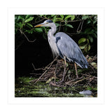 Heron (Print Only) thumbnail