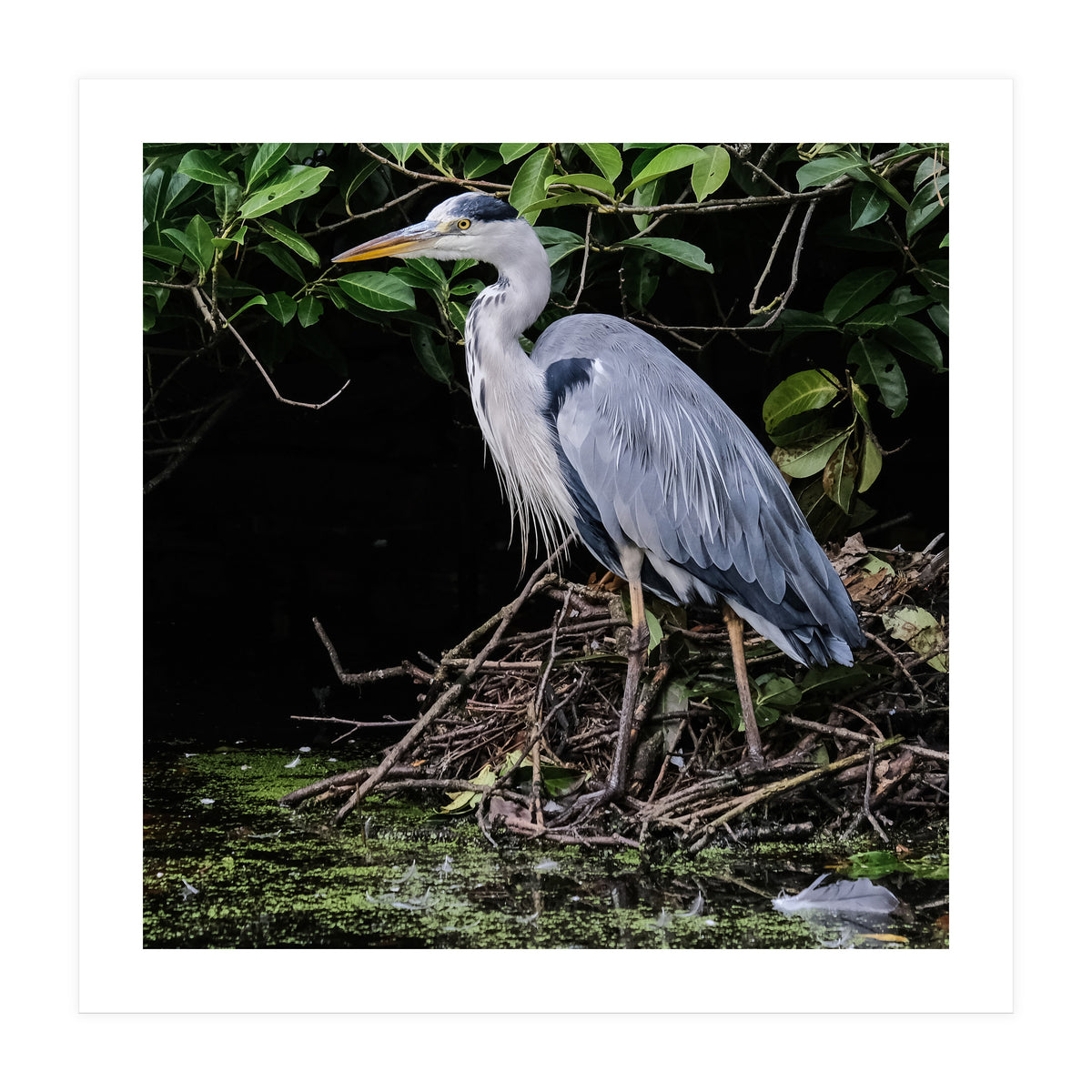 Heron (Print Only)