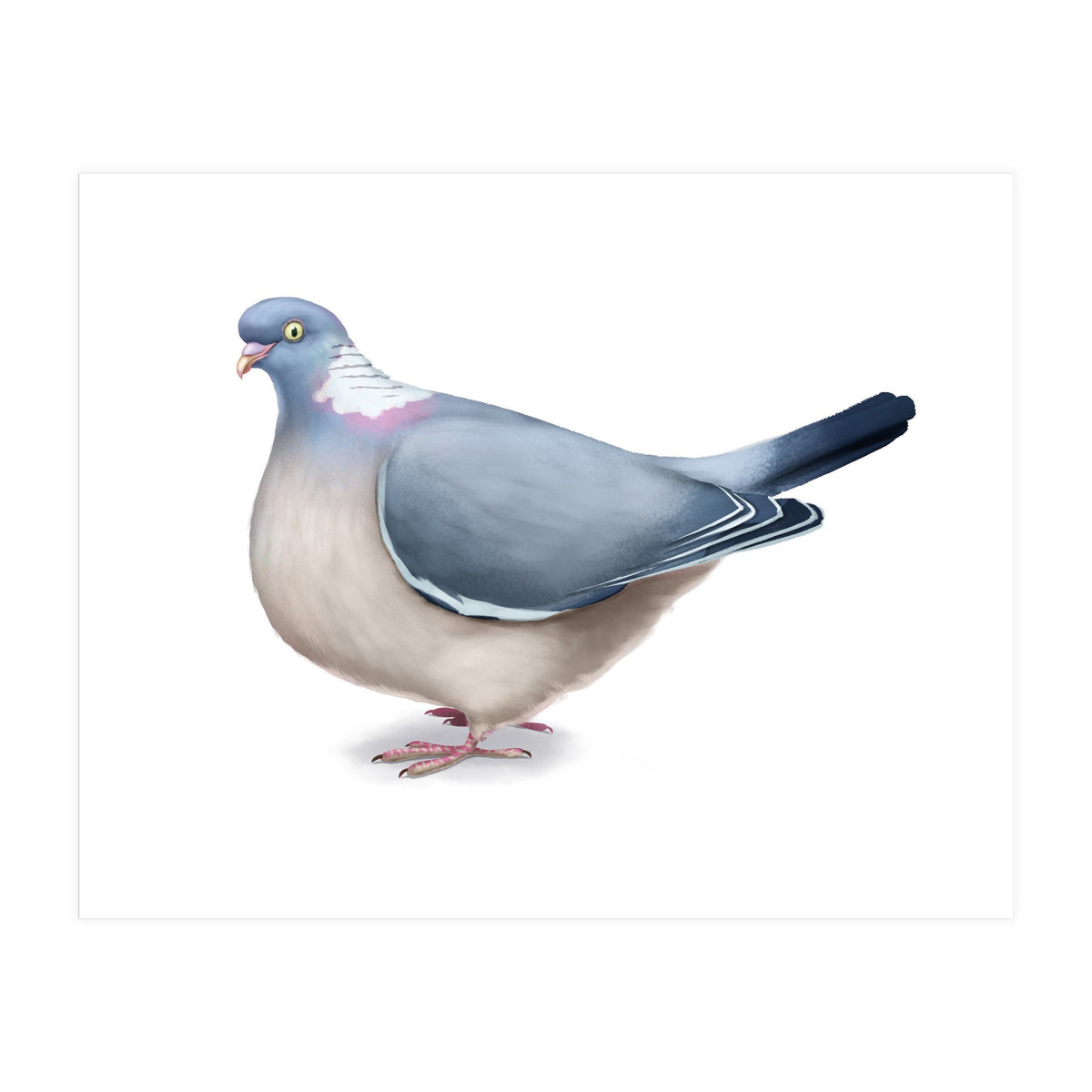 Wood Pigeon (Print Only)