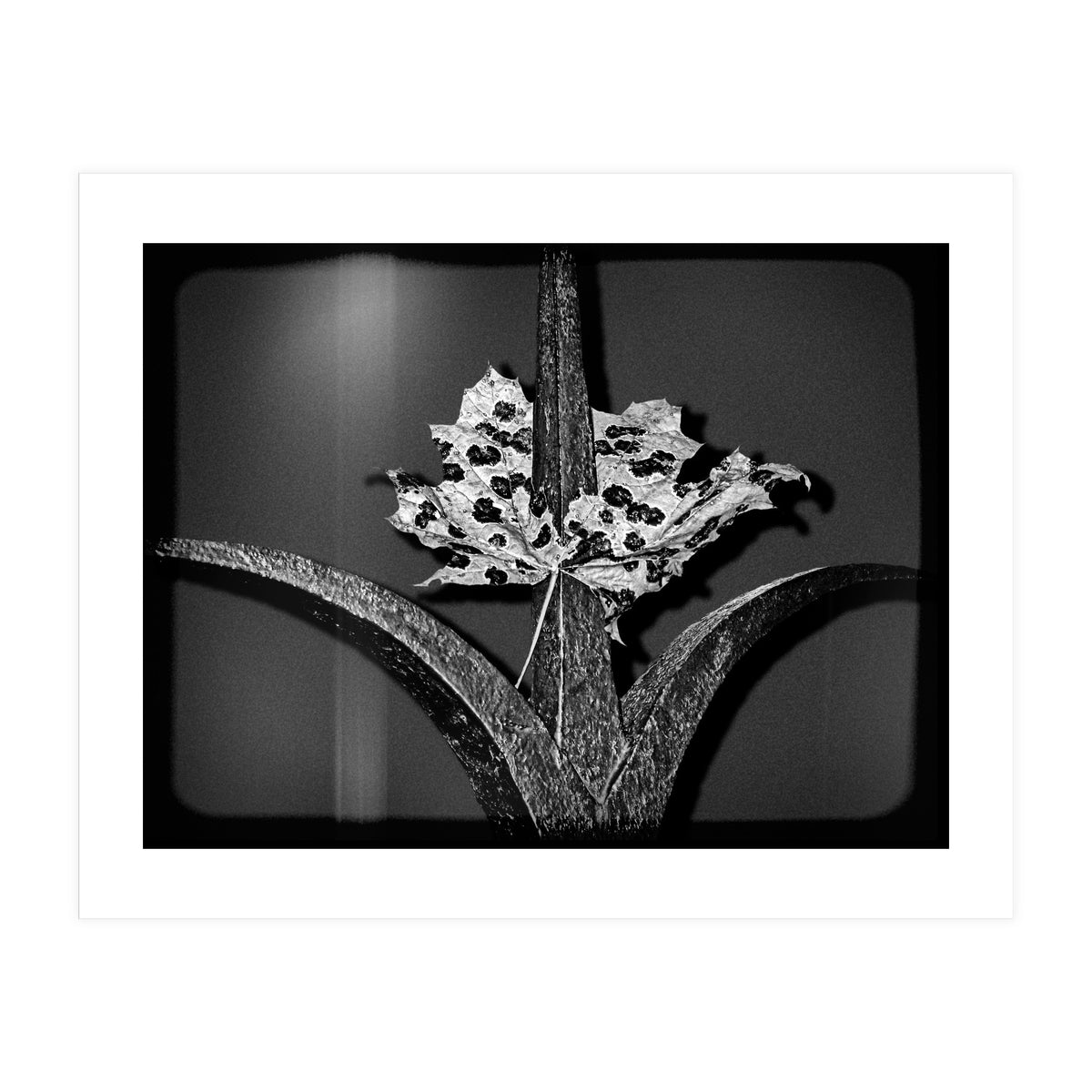 Womens Lib (Print Only)