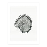 Tree Ring Print, Albion Basin, Utah, Pine Tree Print (Print Only) thumbnail