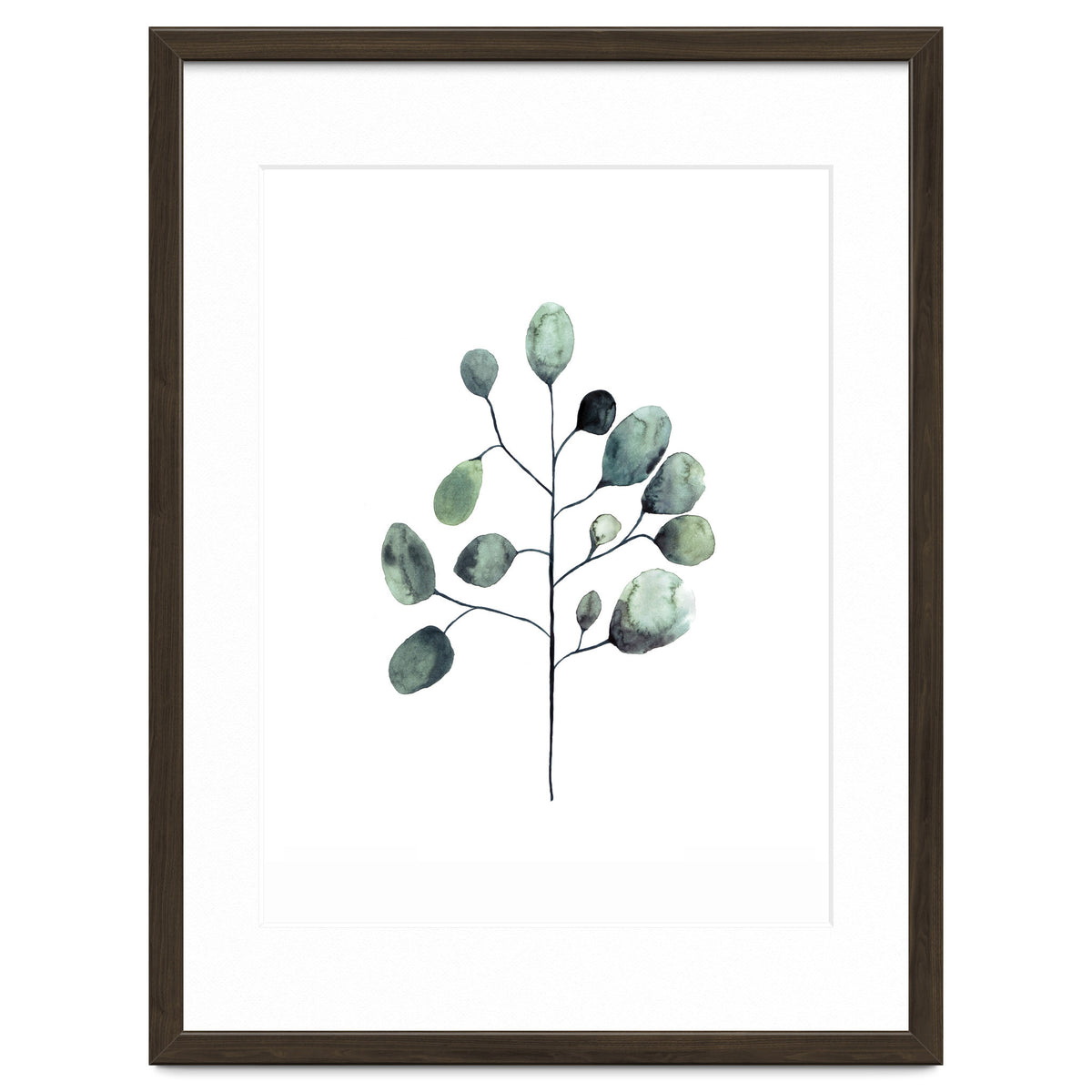 Botanical Illustration Eukalyptus