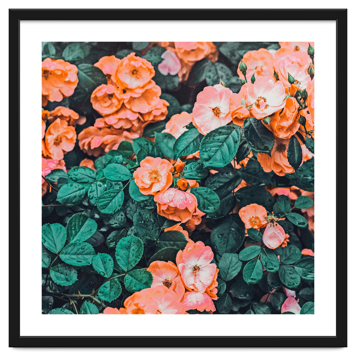 Vintage Blossom Ii