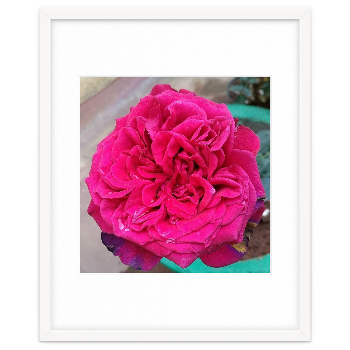 Beautiful Fragrant Rose