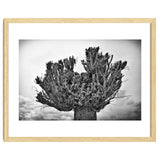 Cut down tree top thumbnail