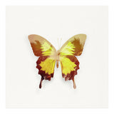 Tropical Butterfly (Print Only) thumbnail