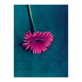 Gerbera for love (Print Only) thumbnail