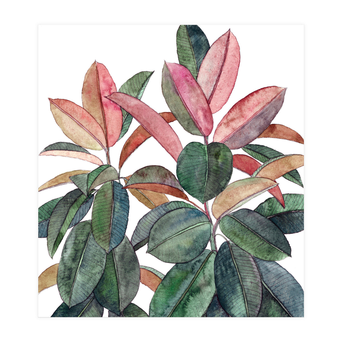 Rubber Plant (Print Only)