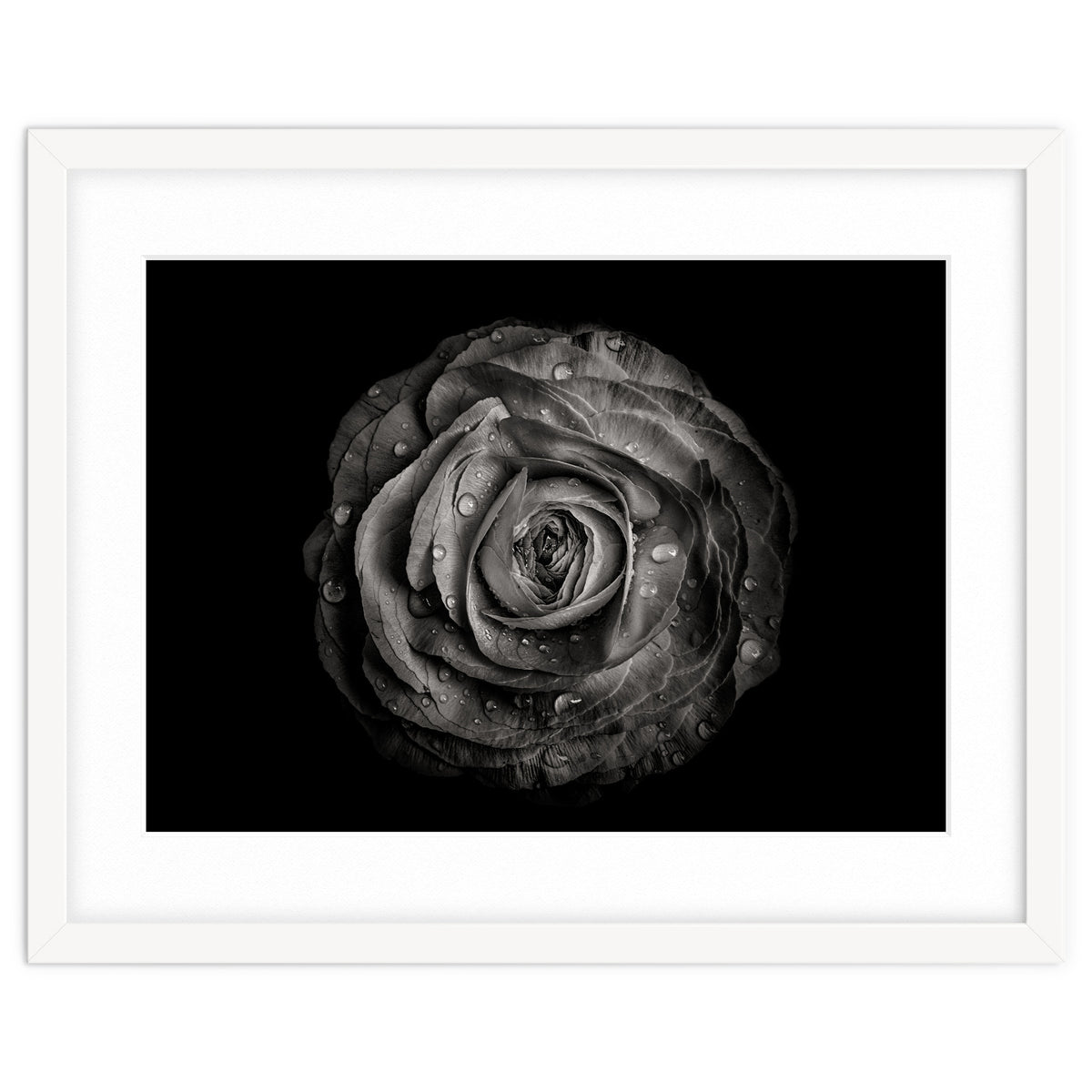 Backyard Flowers In Black And White 72