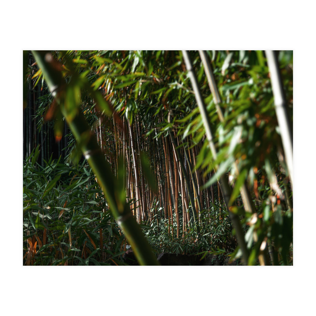 Scorpion (Print Only)