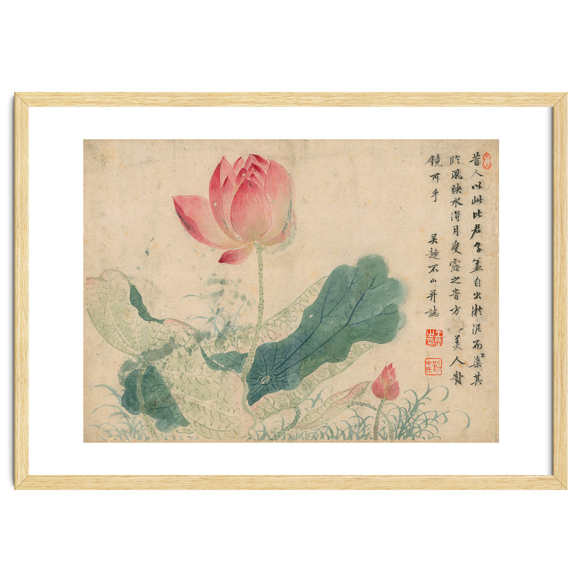 Qing Wangwu Flower album, lotus, lotus leaf, pond, copy of water grass