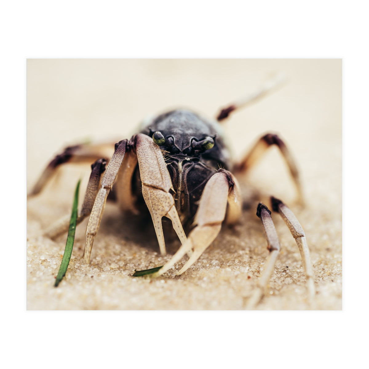 Almond Beach (Print Only)