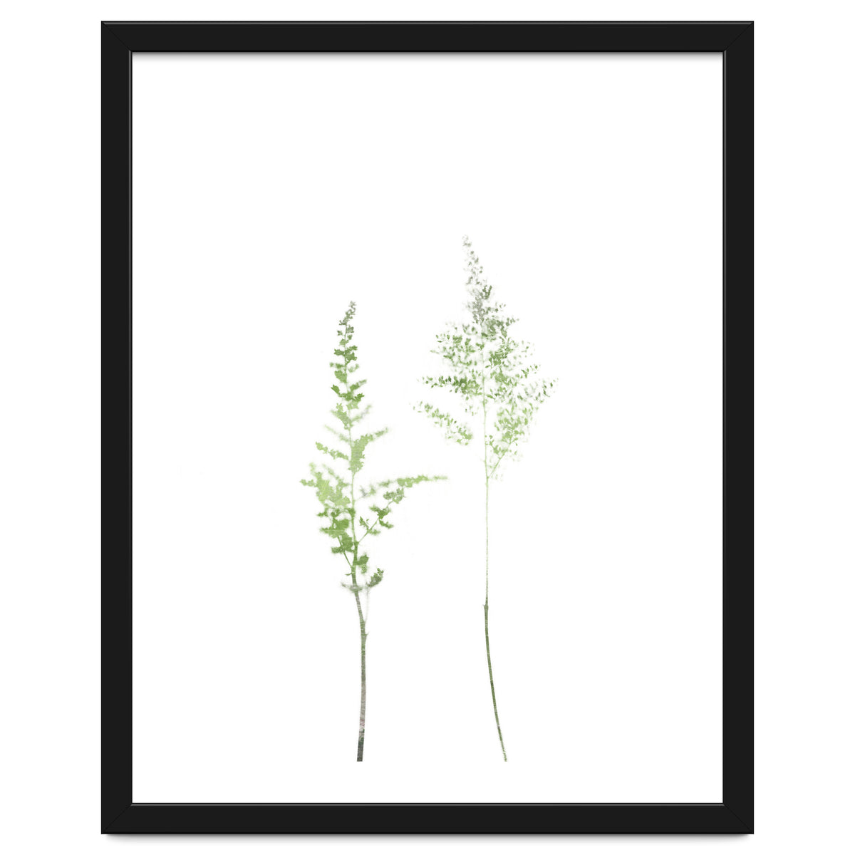 Olive Green Astilbe