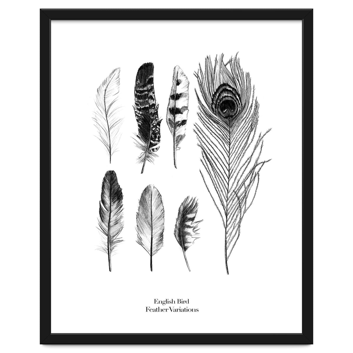 English Feather Variations