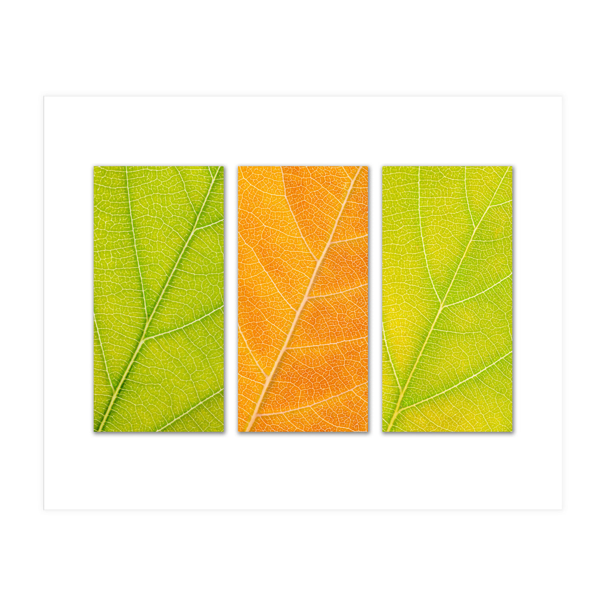 Autumn Leaves (Print Only)