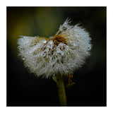 Dandelion with Raindrops (Print Only) thumbnail