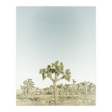 Vintage Joshua Tree  (Print Only) thumbnail