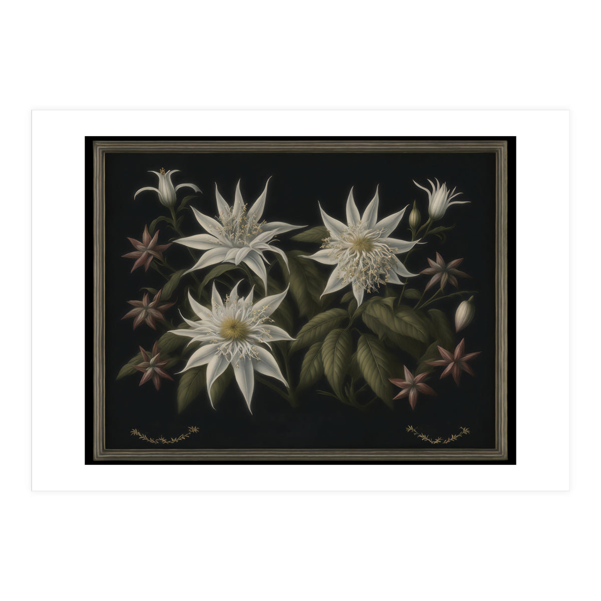 Edelweiss Vintage Illustration (Print Only)