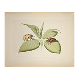 Vintage Ladybirds Illustration (Print Only) thumbnail
