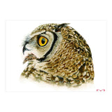 Lesser horned owl  (Print Only) thumbnail