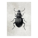84 (Print Only) thumbnail