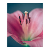 Allure (Print Only) thumbnail