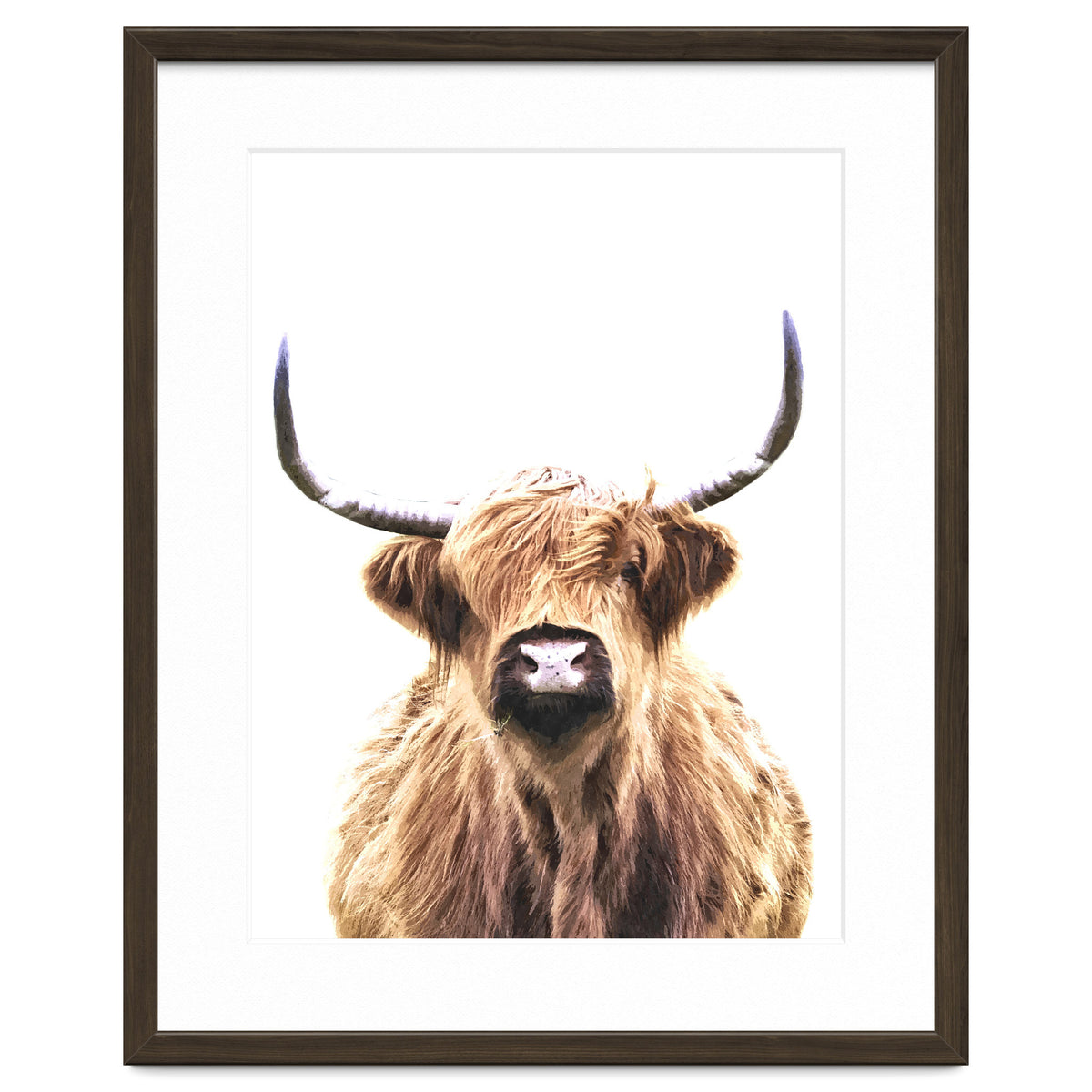 Highland Cow Portrait