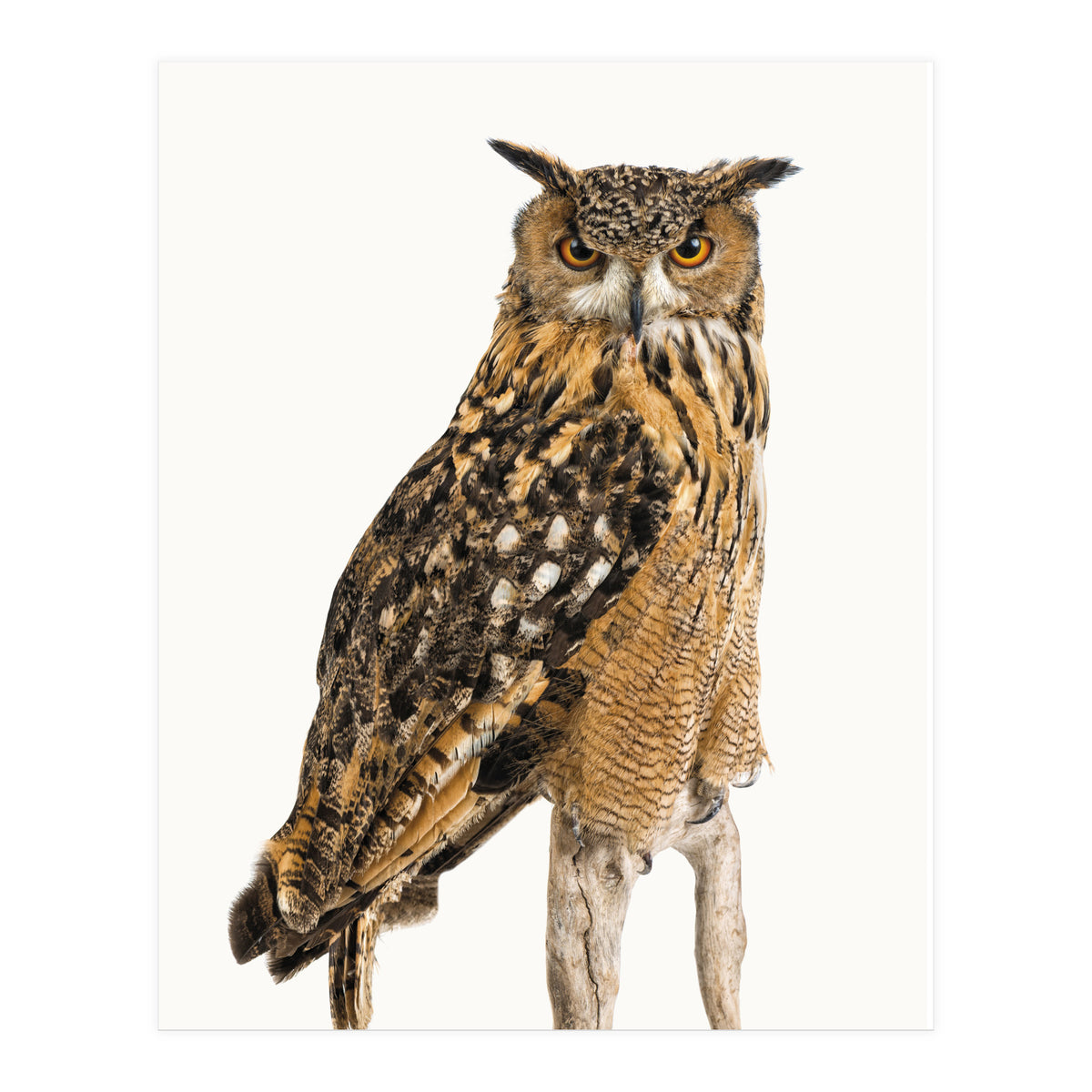 Cc Birds 11 (Print Only)