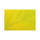 Autumn Leaf (Print Only) thumbnail
