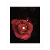 Lighting Rose (Print Only) thumbnail