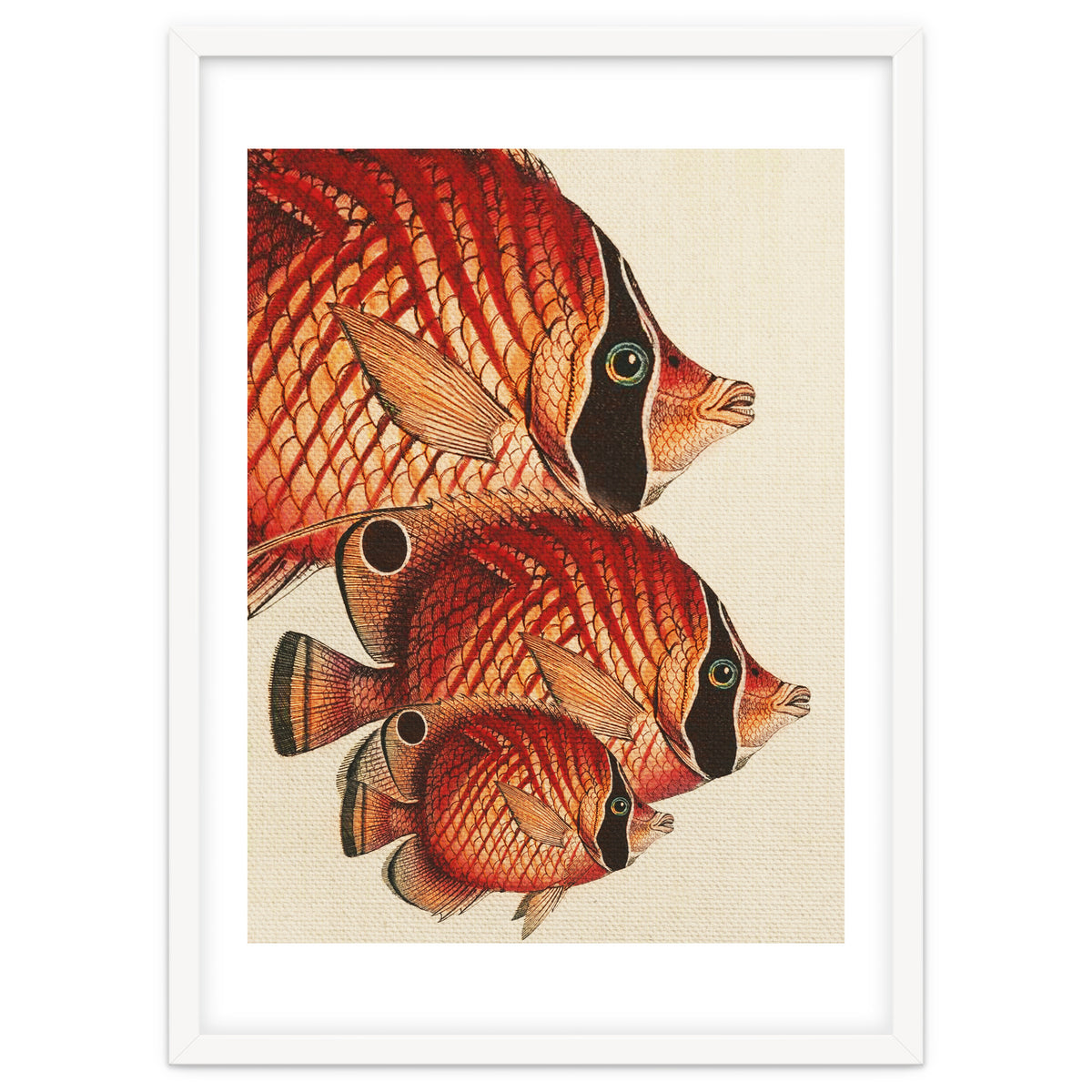 Fish Classic Designs 2