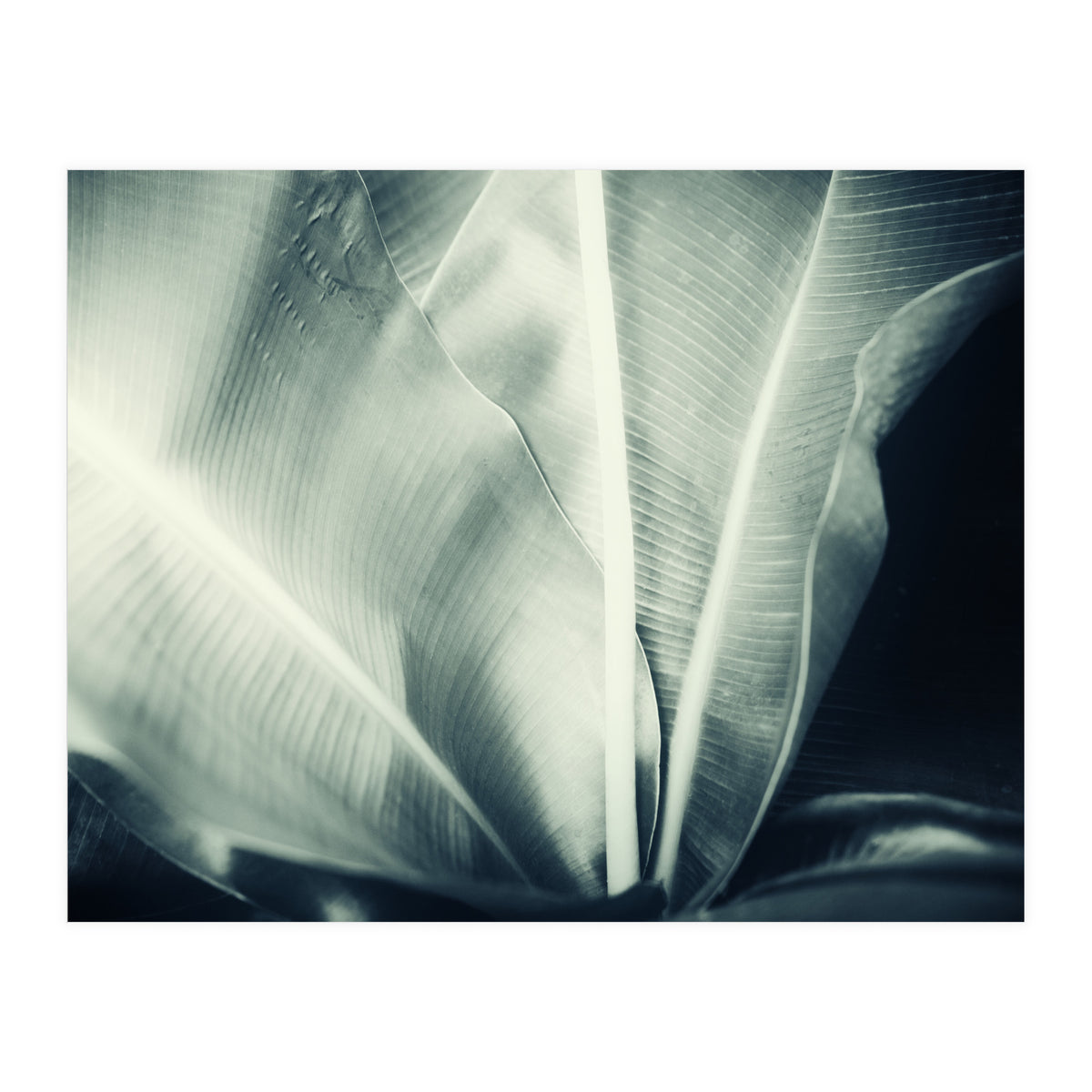 botanical 1 (Print Only)