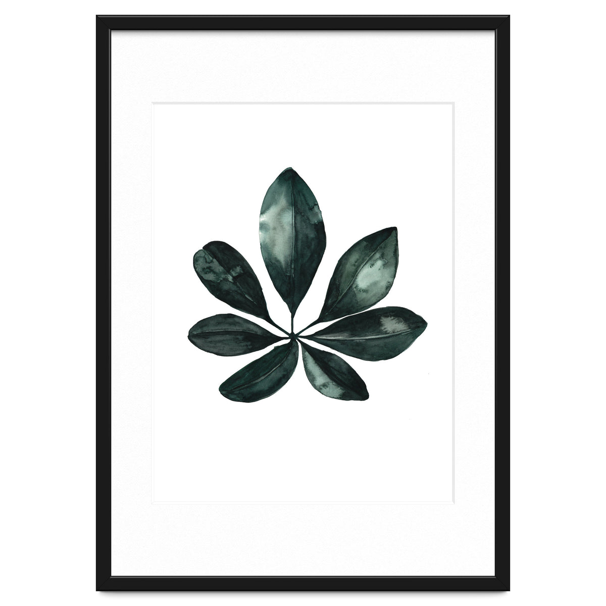 Botanical Illustration Arboricola Schefflera