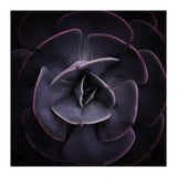 DARKSIDE OF SUCCULENTS VIII (Print Only) thumbnail