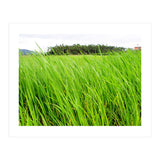 In the Tall Grass (Print Only) thumbnail