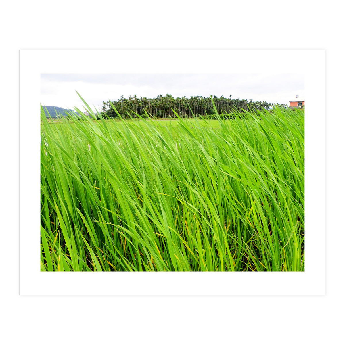 In the Tall Grass (Print Only)