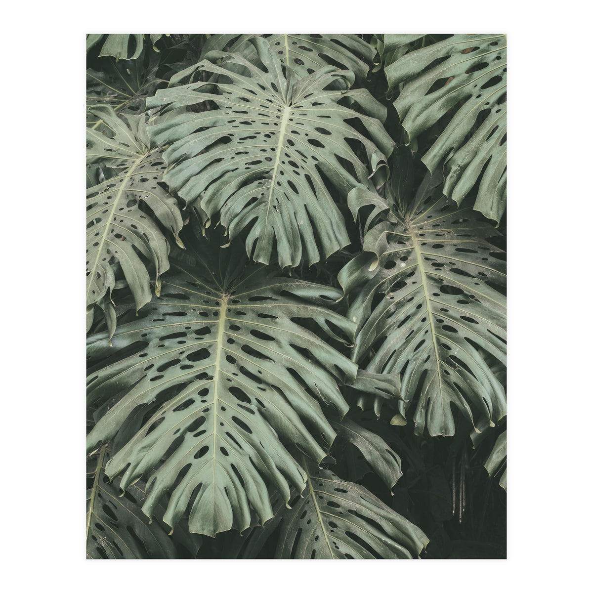 MONSTERA LEAVES (Print Only)