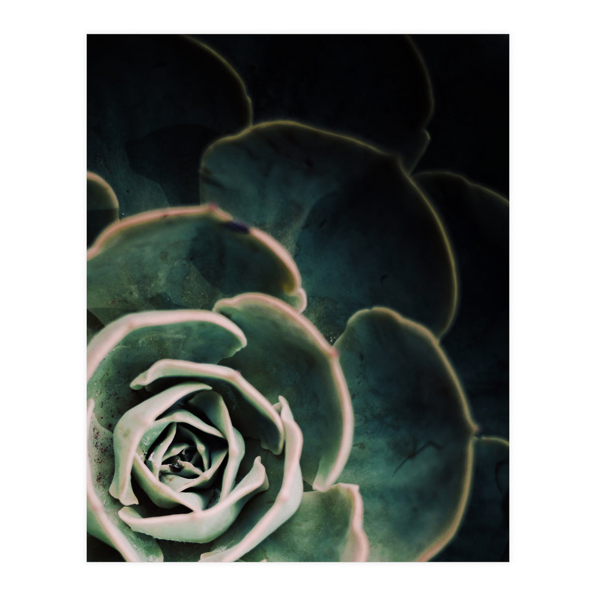 Darkside Of Succulents 4-C (Print Only)